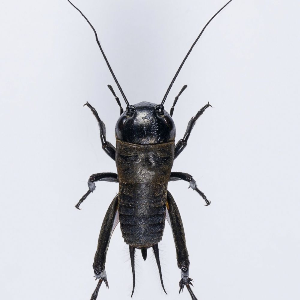 Cricket