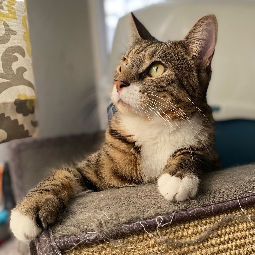The Daily Fishycat
