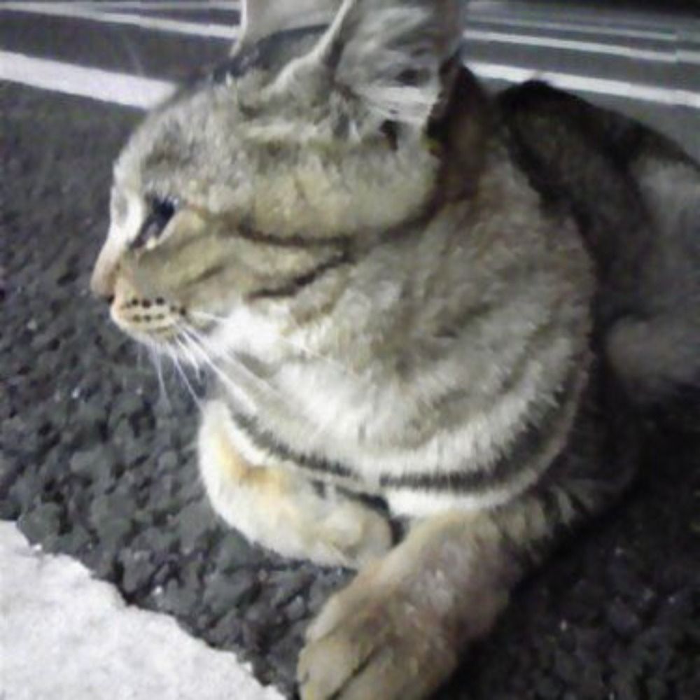 kazukichi