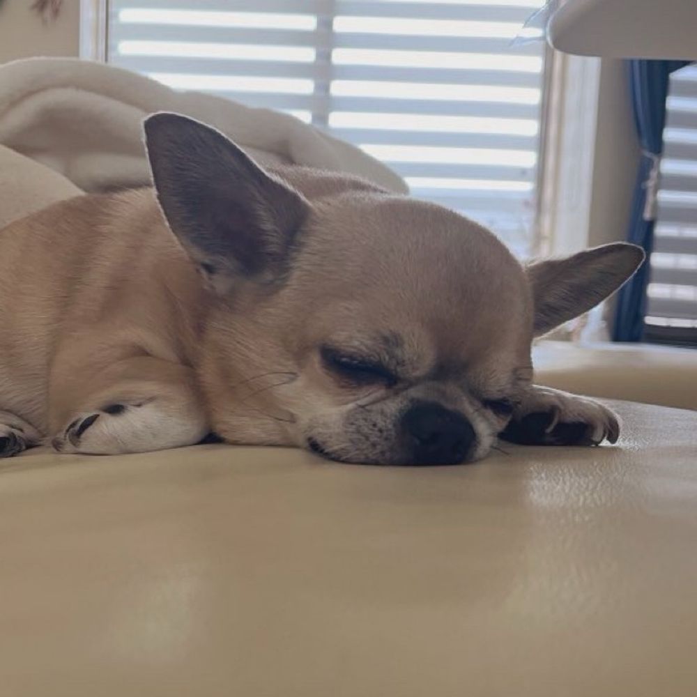 🐕💤