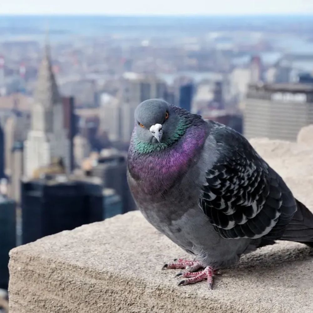 RocketNYC