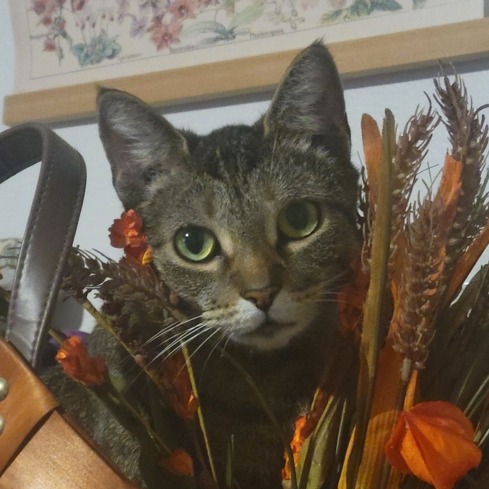 KatieKat