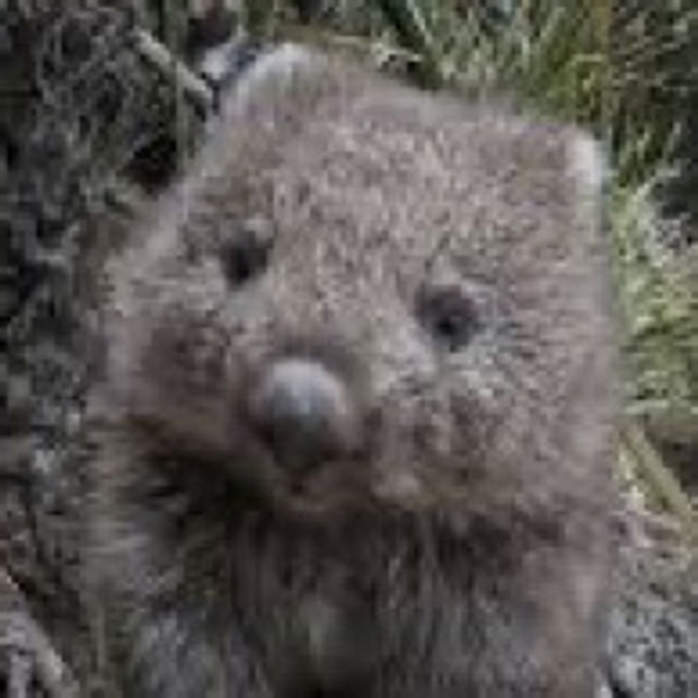 wombat ultra the newborn powerwombat's avatar