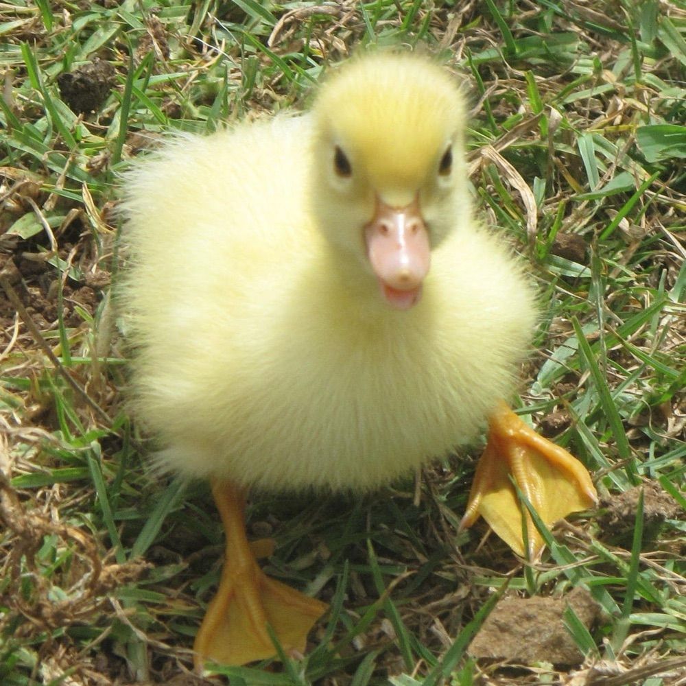 🦆