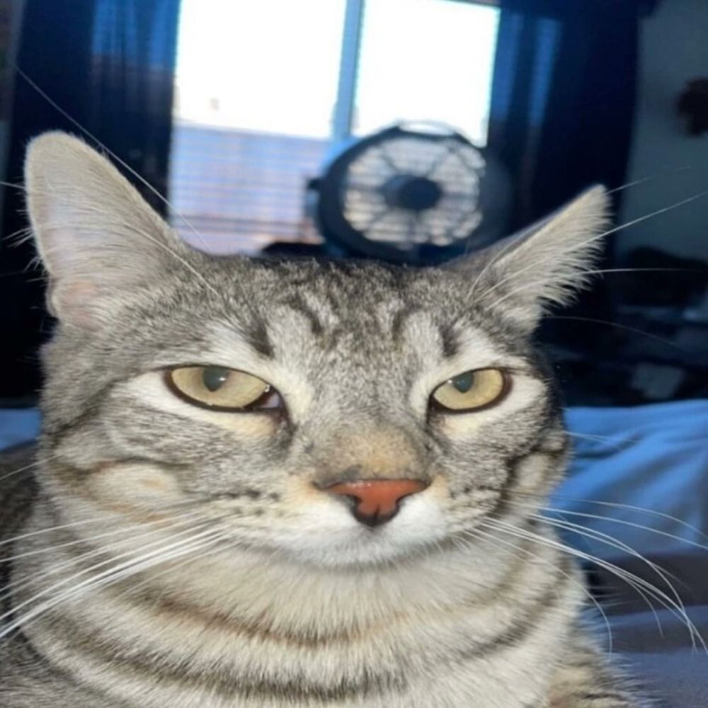 nilla