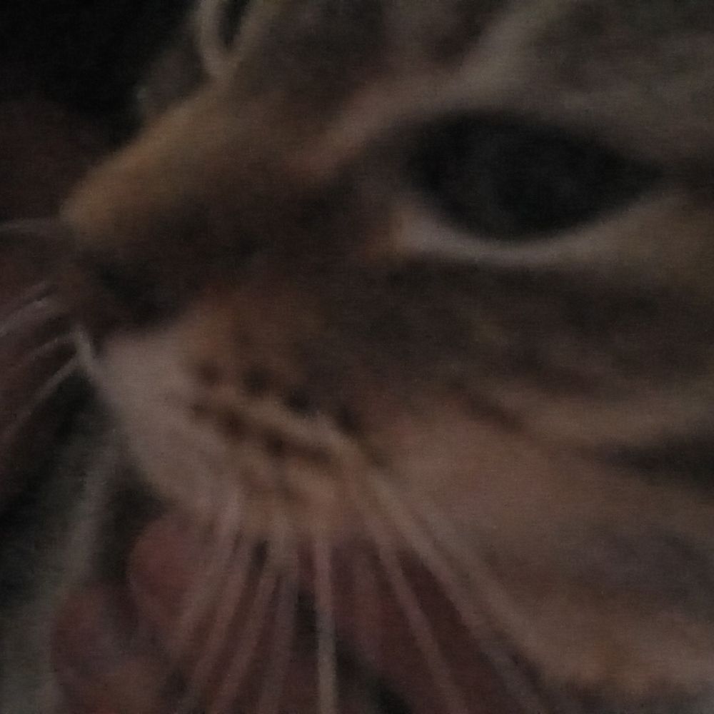 leoo