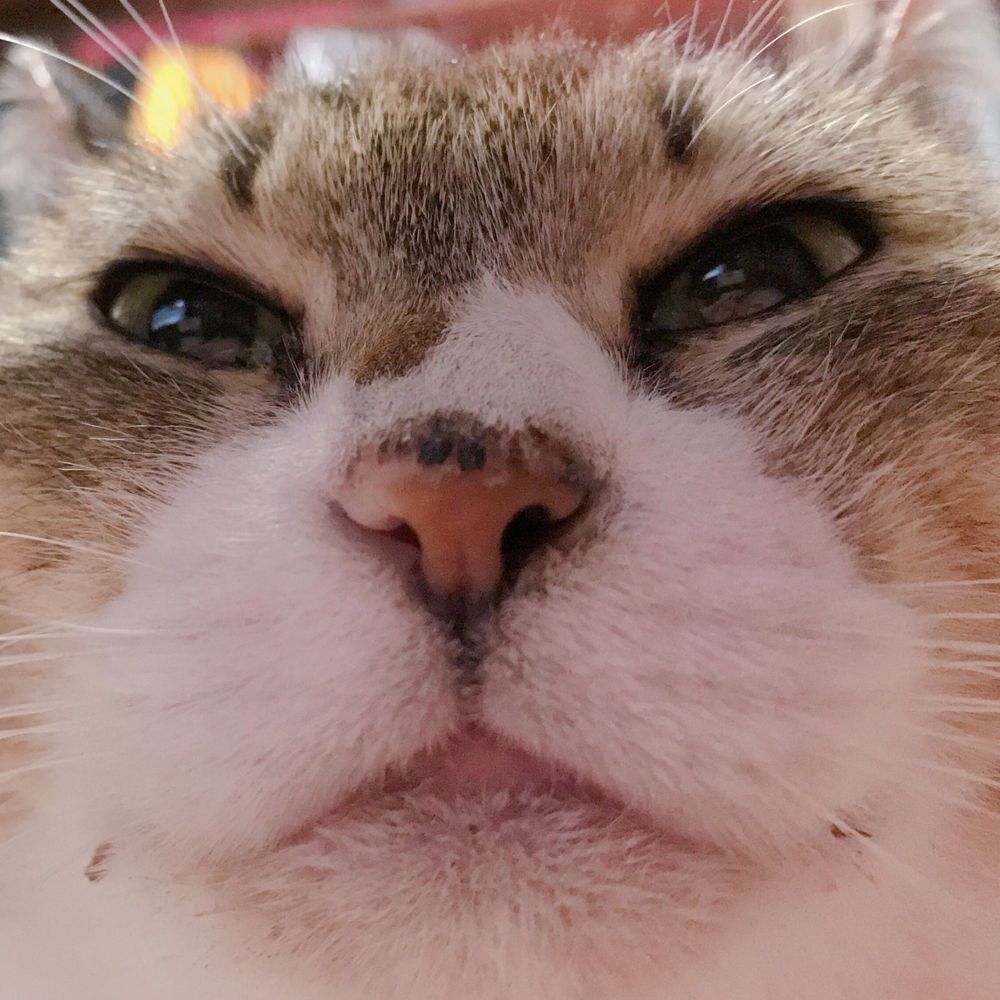 保護猫みやの1日