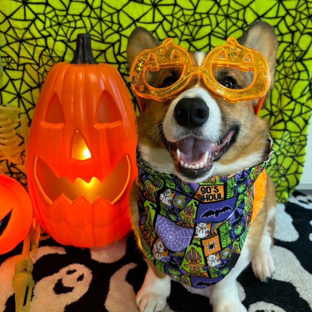 Hank Reginald The Corgi