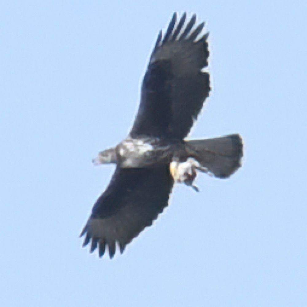 BirdGuide