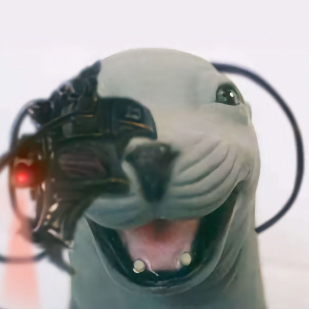 SkratchyKoo