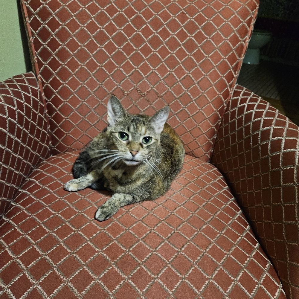 Pamela