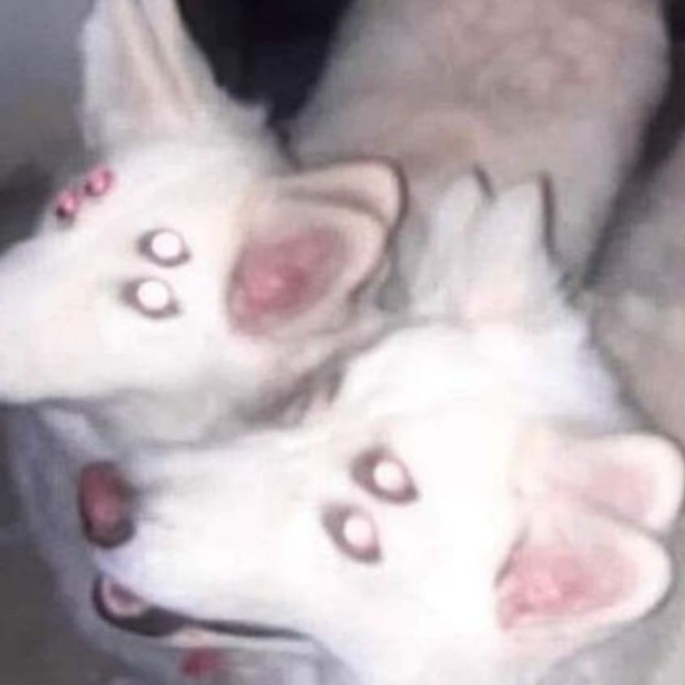 Gatchi