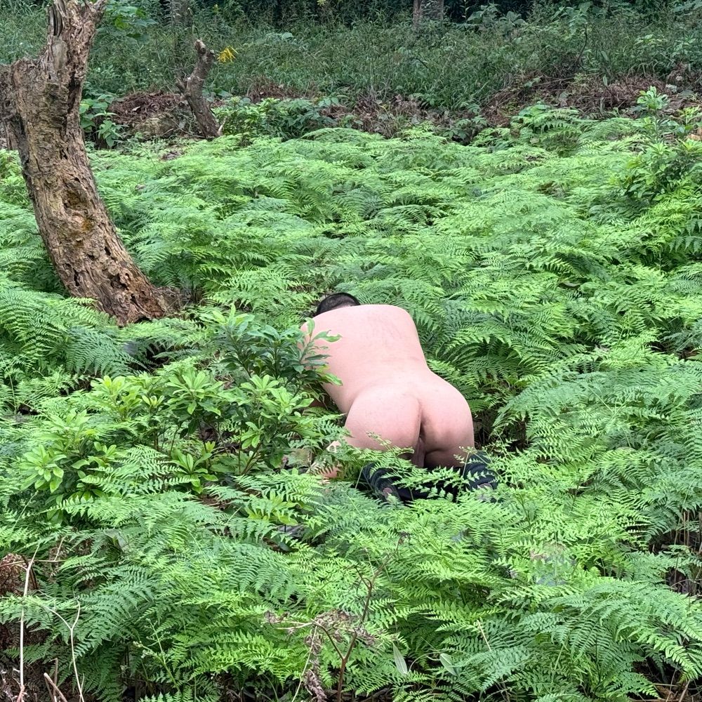 大自在的狗