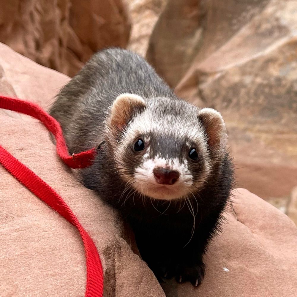 Jesse James the Hiking Ferret