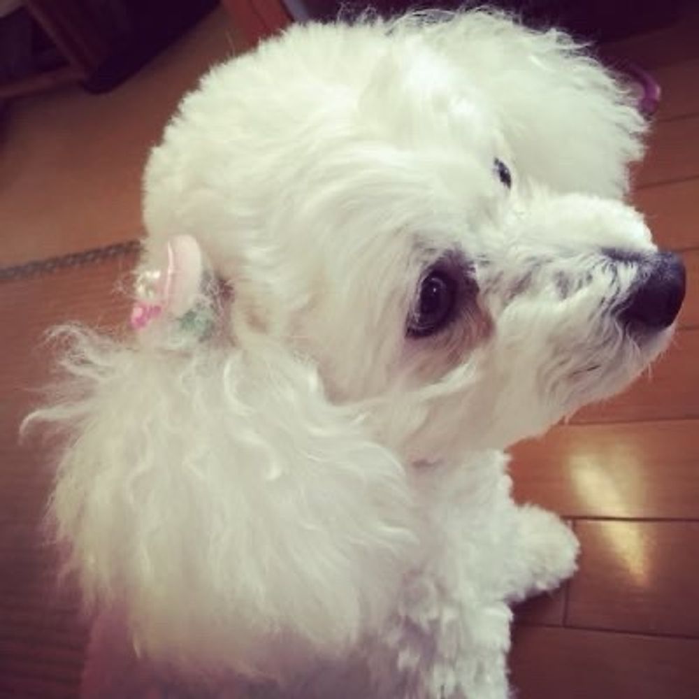 たこ