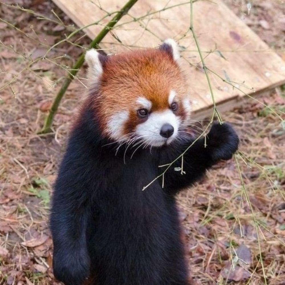 PAN_PAN