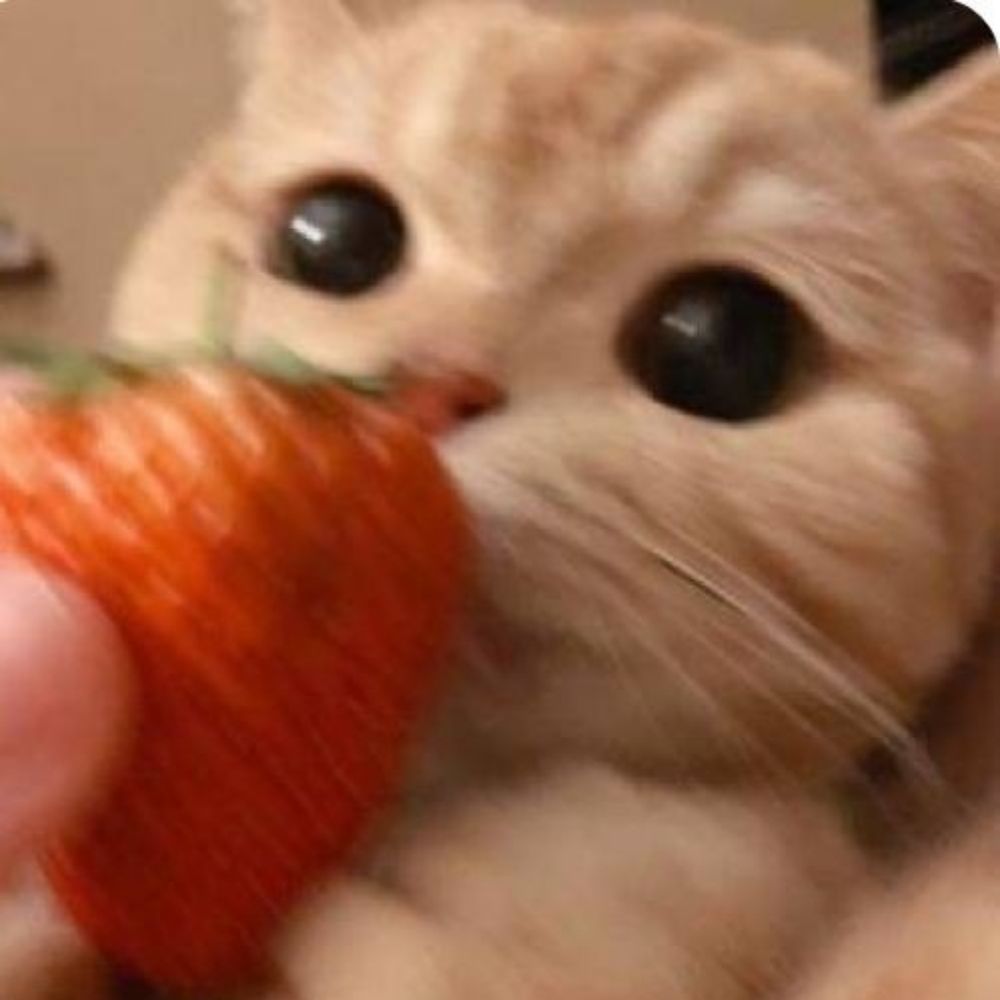 Lótus;🍓‧₊⊹ 