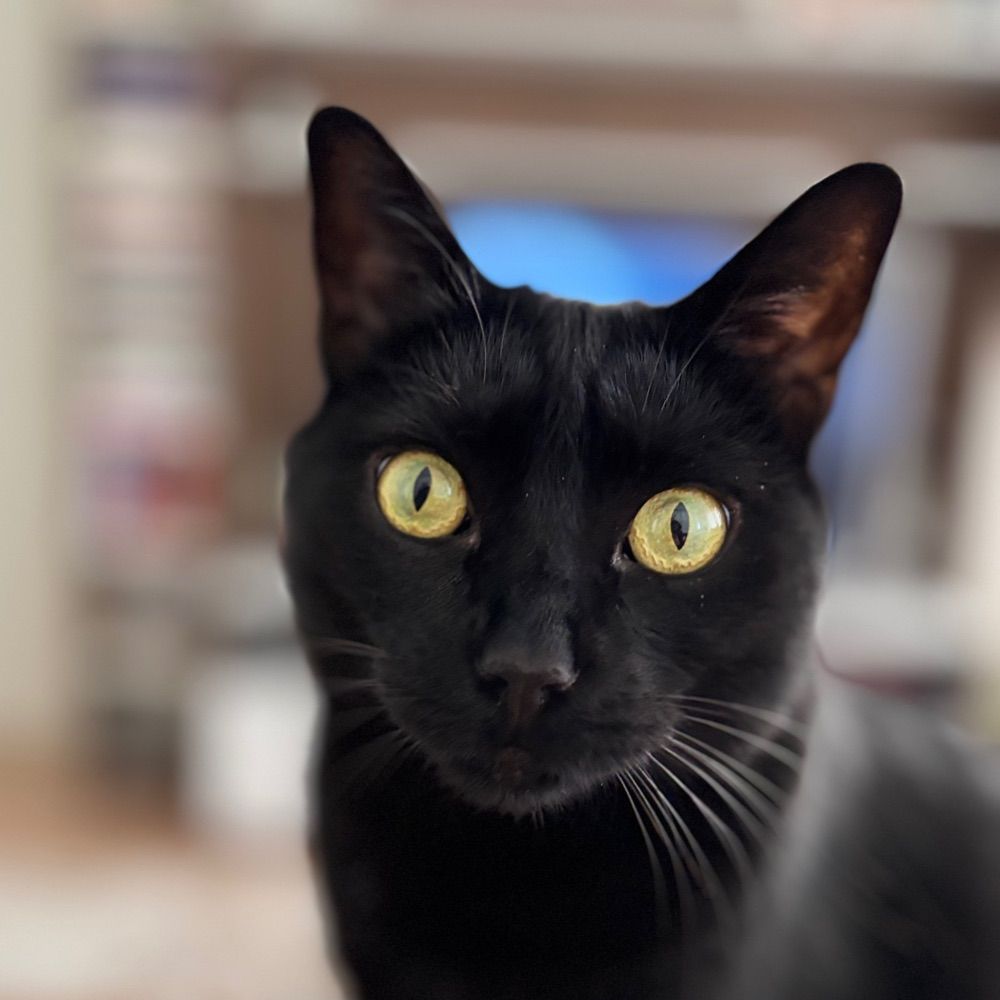 Flash Black Cat