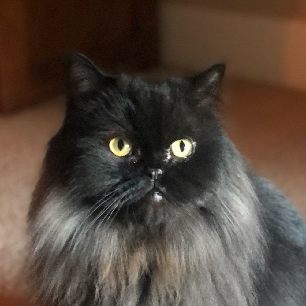 Vito 🏁
