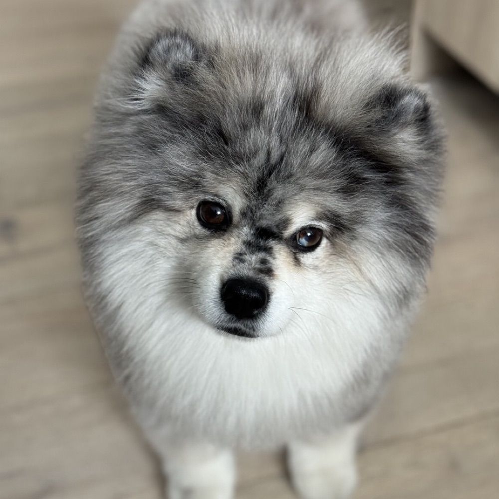 Lumos the Pomsky