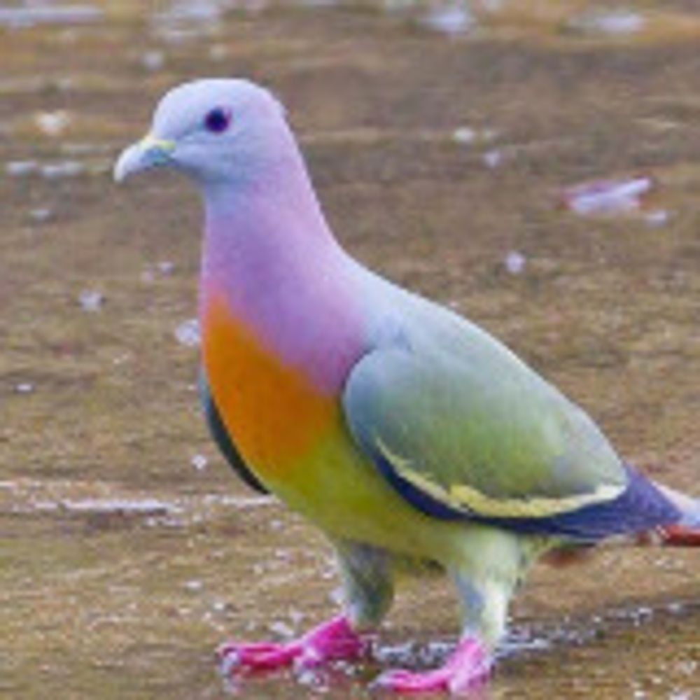 Wandering Pigeon