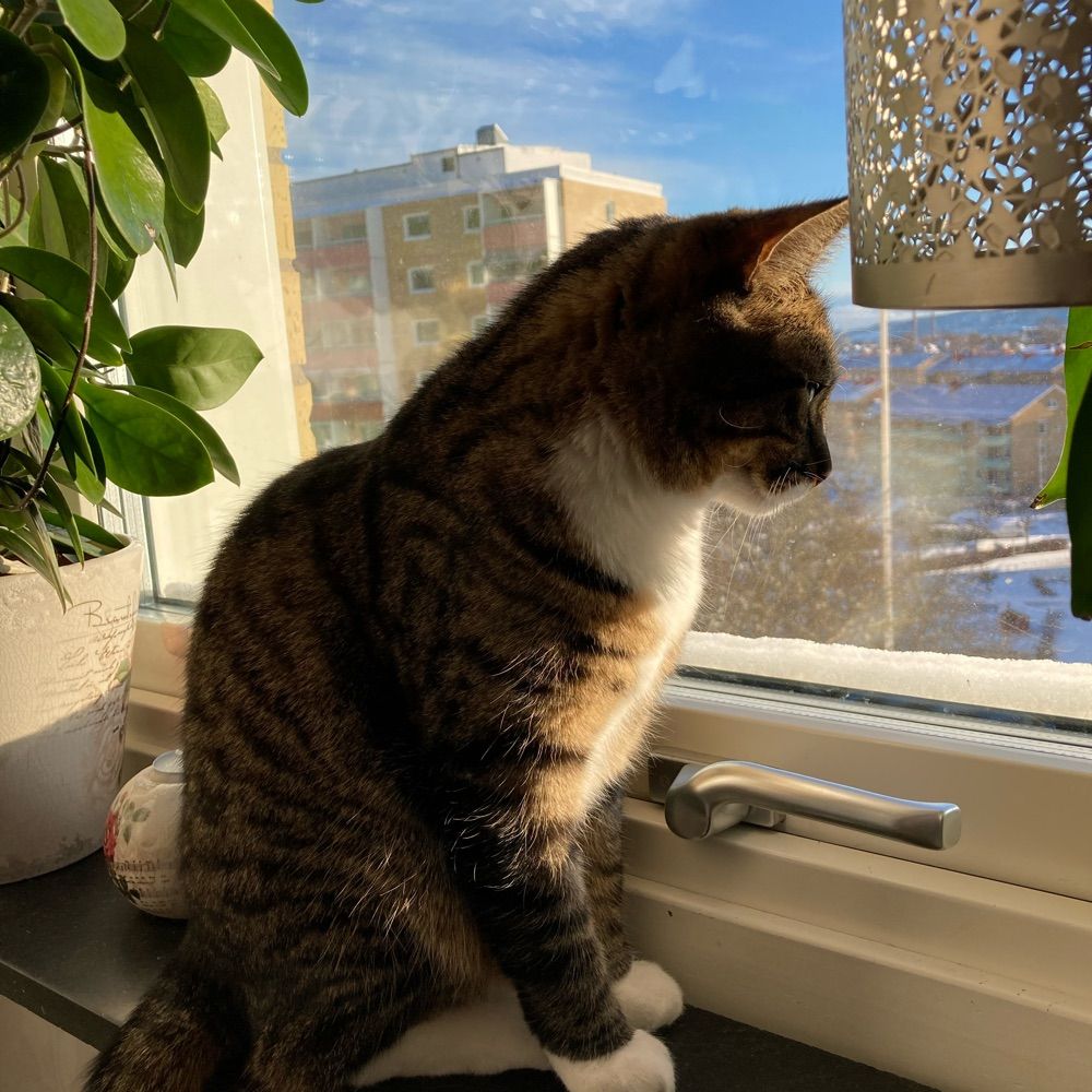 Vera