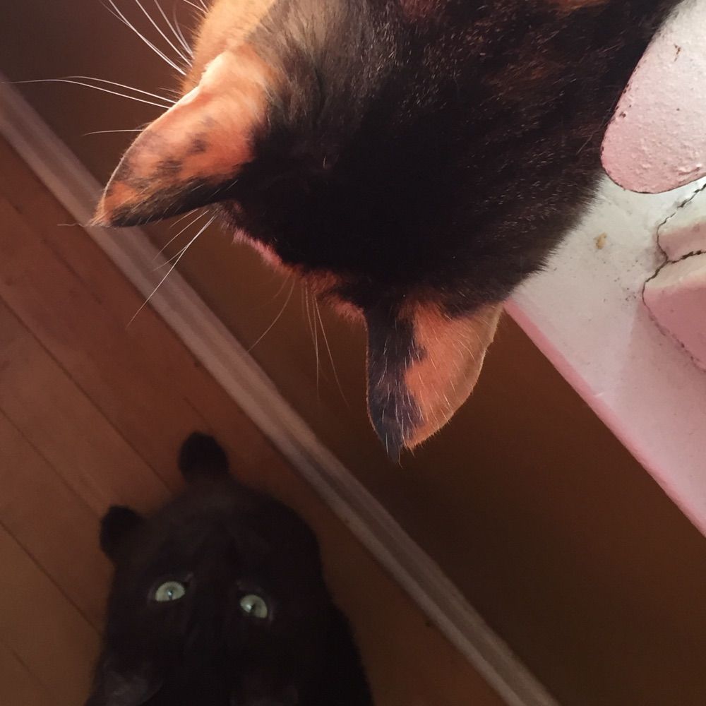 Guthrum and Oswin