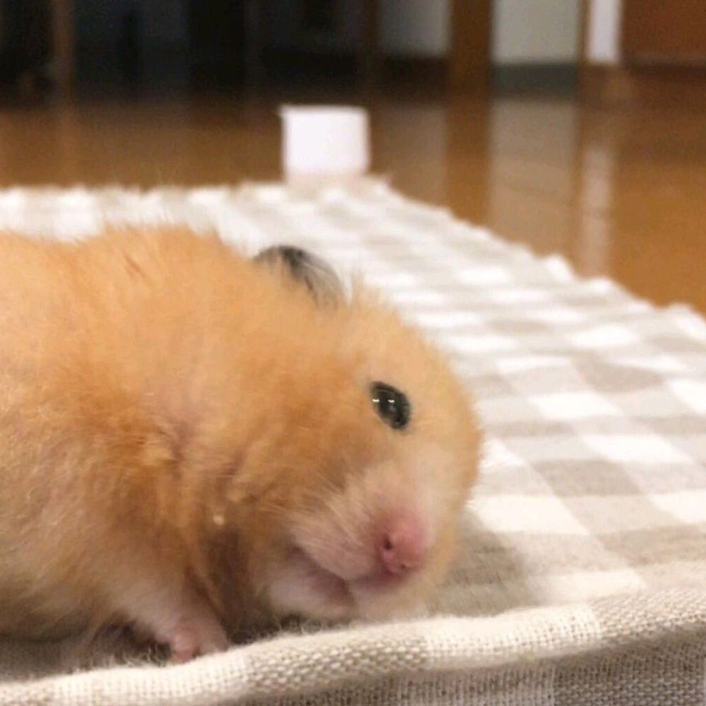 양