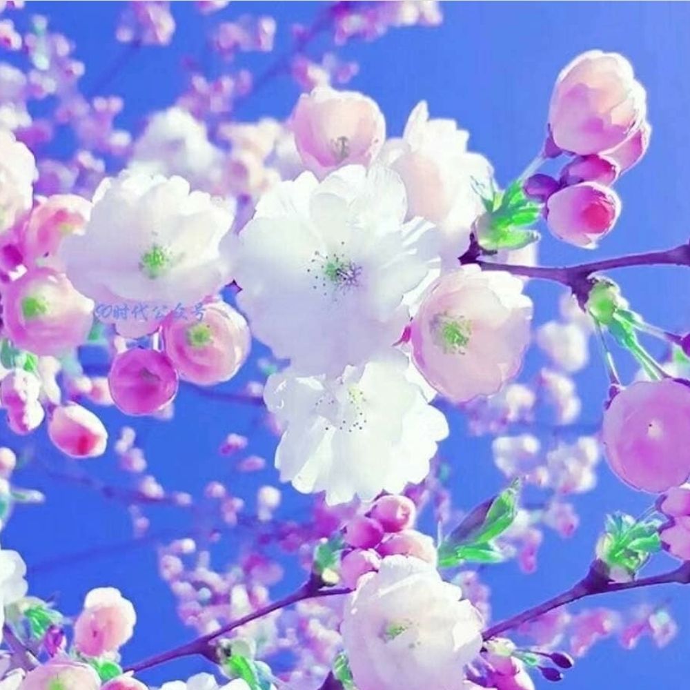 Periwinkle