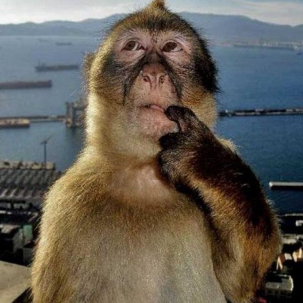 gorilapedra