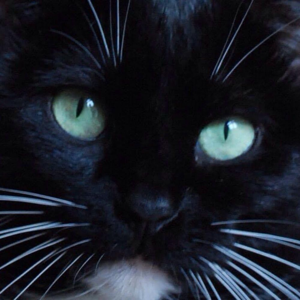 SimoneZeCat 🌎🐝 🌿🦔 🦈💧🕊🍓🐱🐶💚