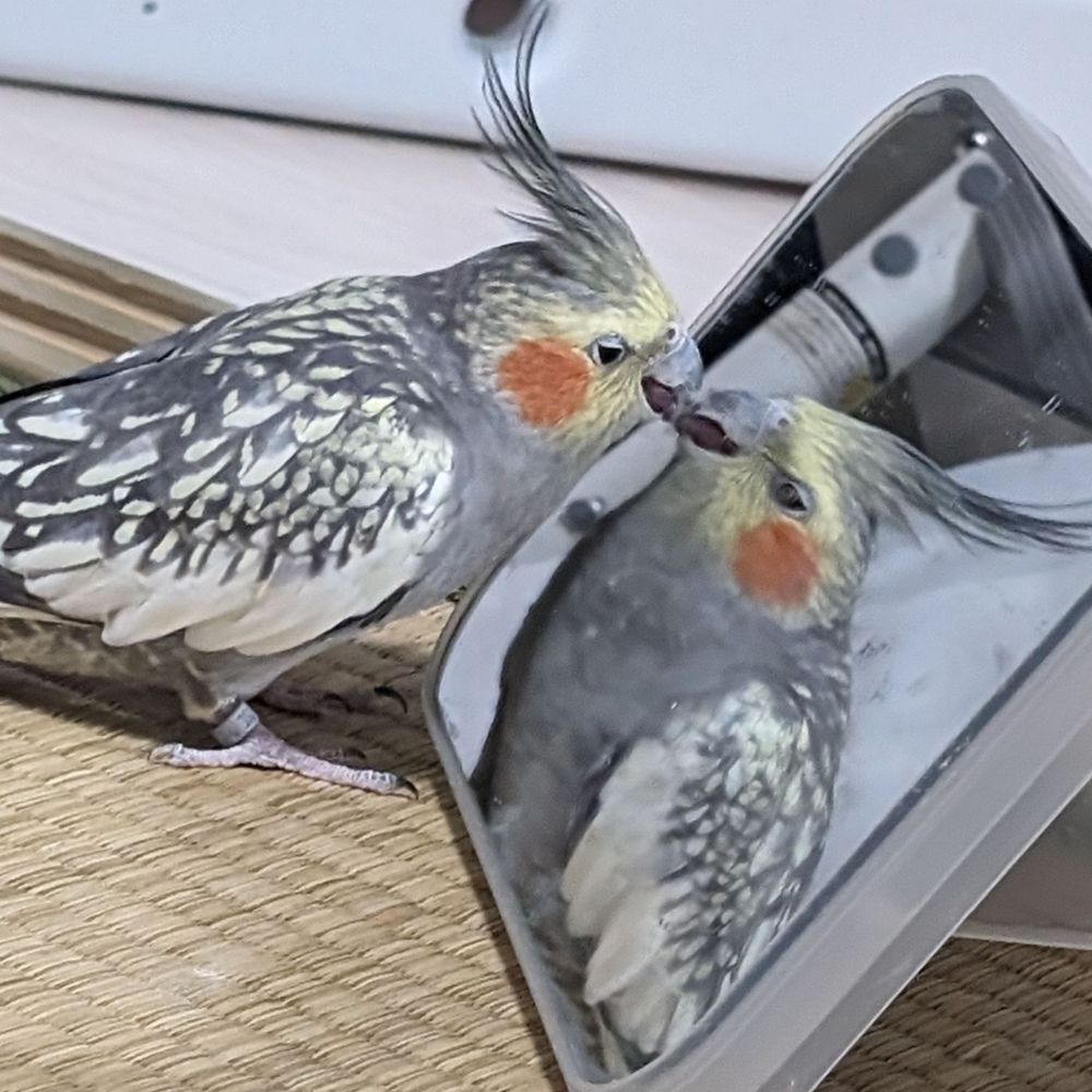 どんこ