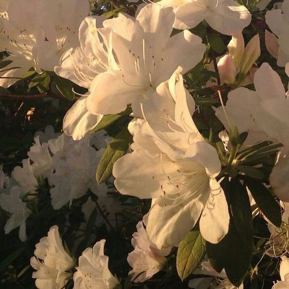 정상수