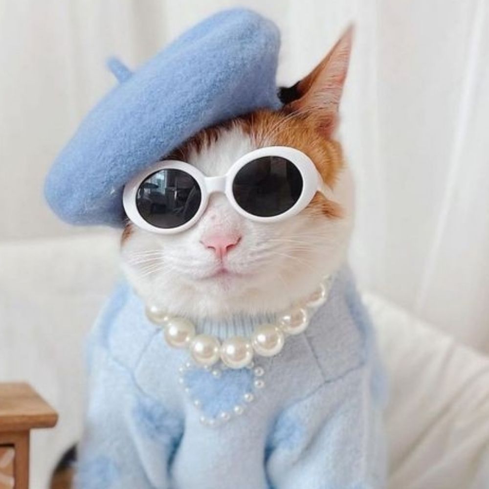 Gata de óculos 😼