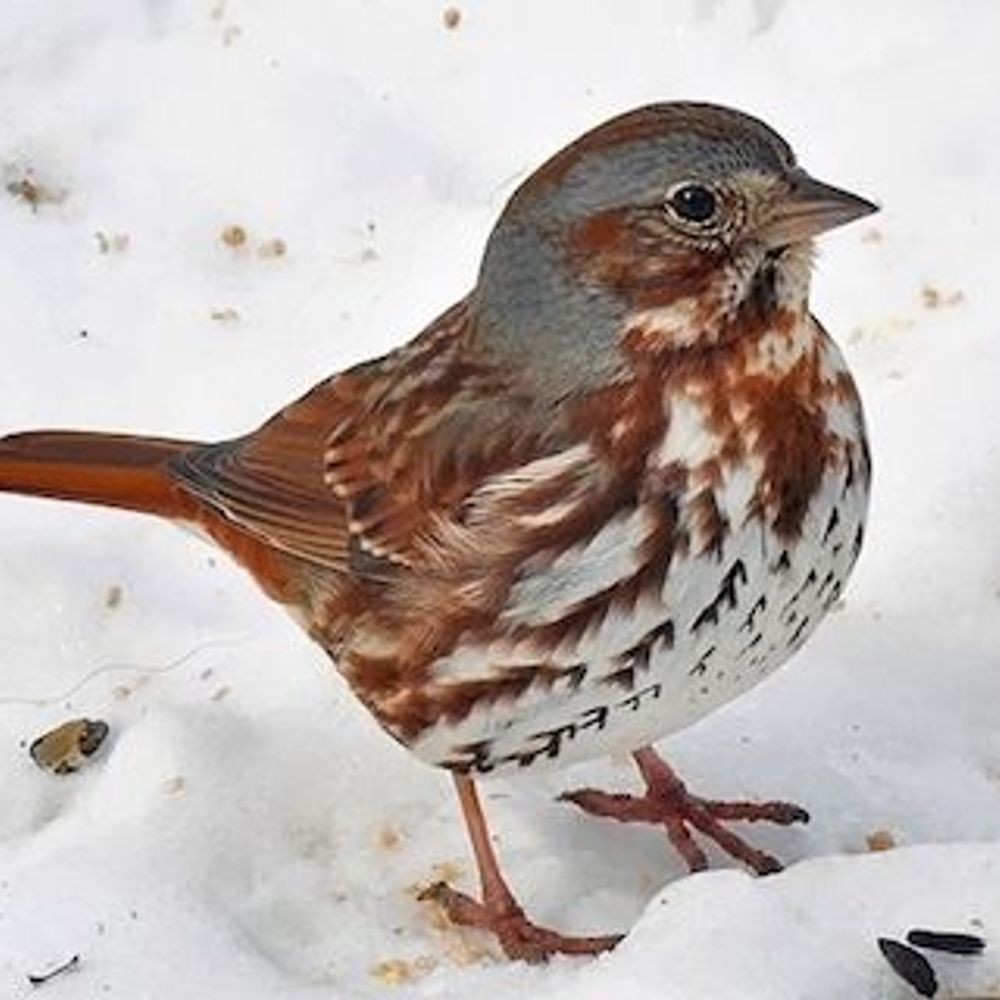 Fox Sparrow