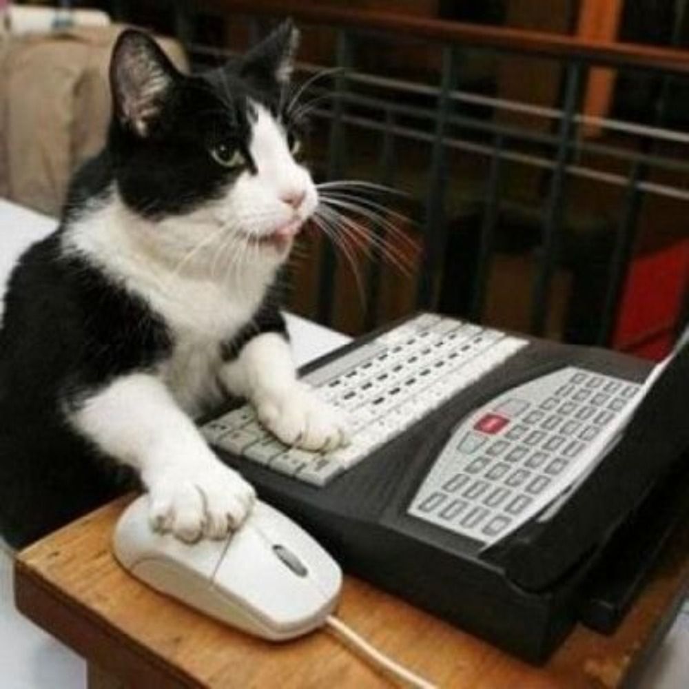 Cranky Cat Coder