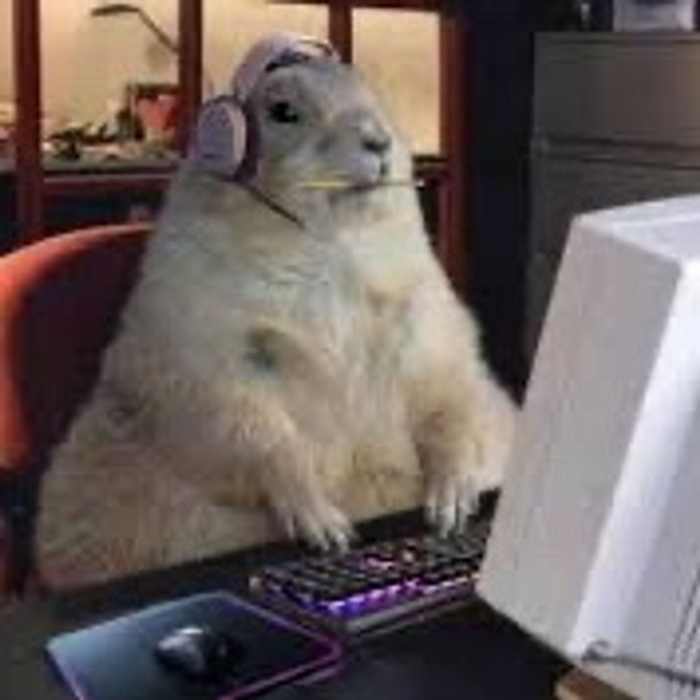 Chuck Groundhog 's avatar