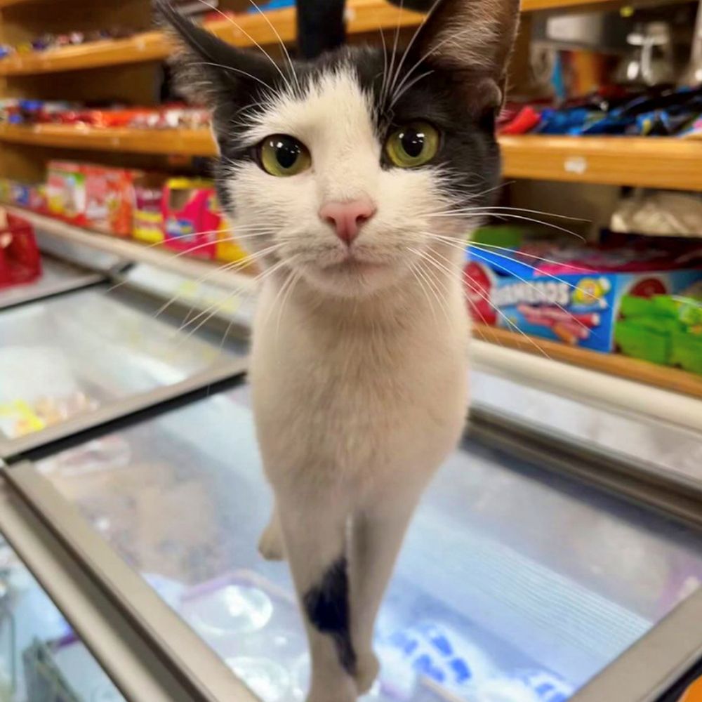Bodega Pop