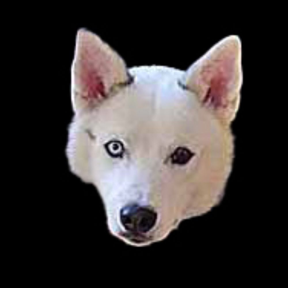 Odin the Blusky Husky