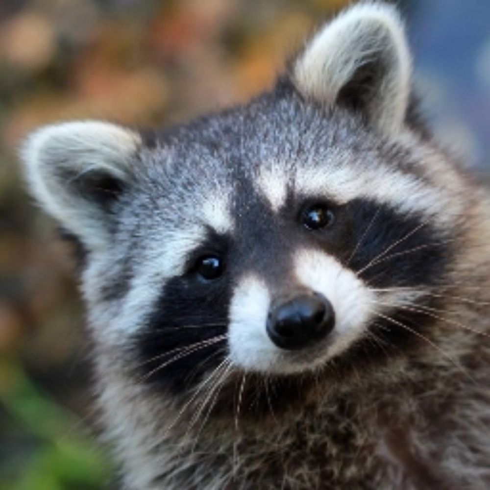 Rascal Racoon