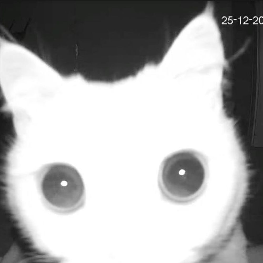 A dubious little creature