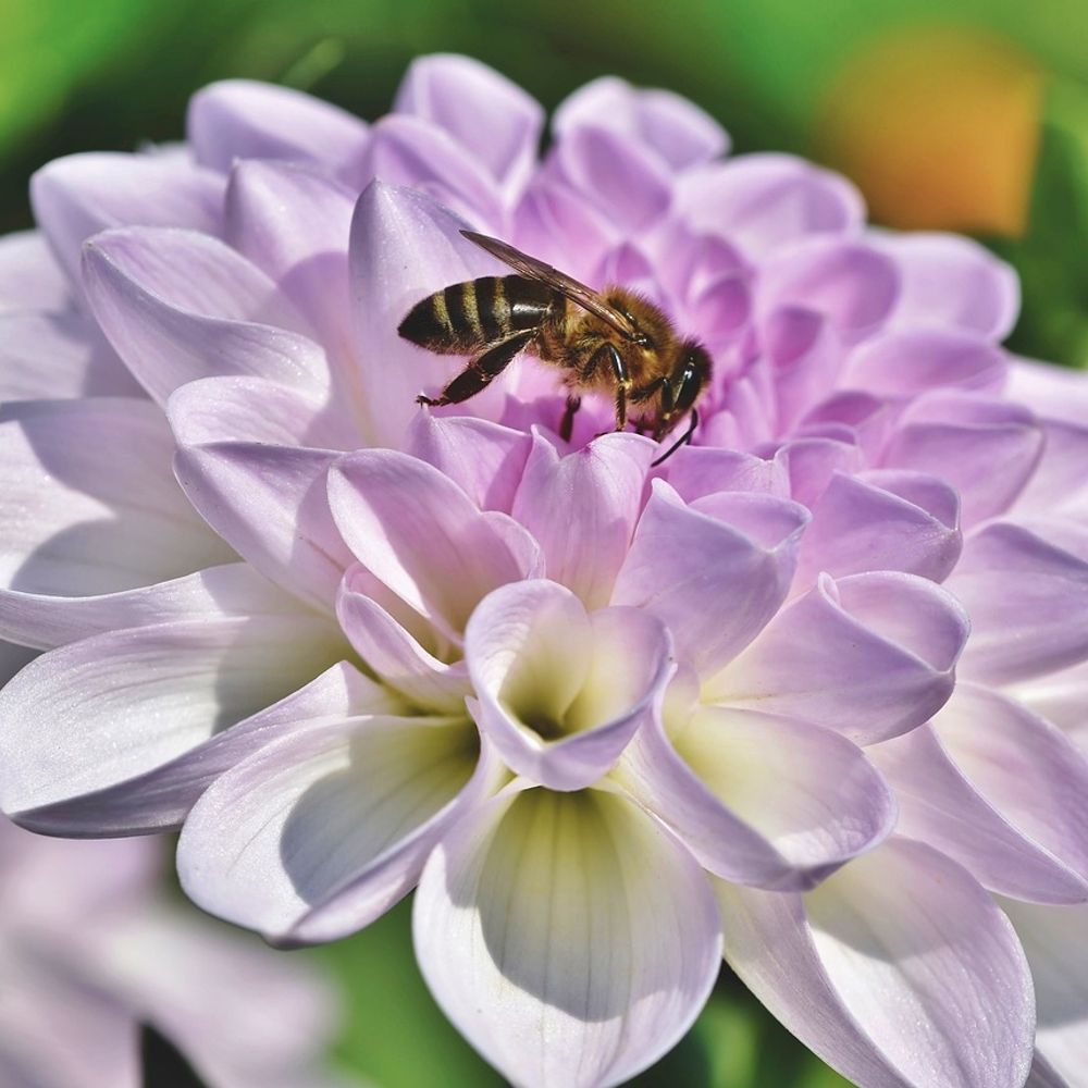 蜜蜂
