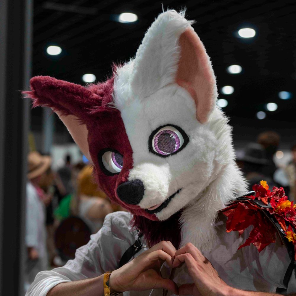 Noa_fennec