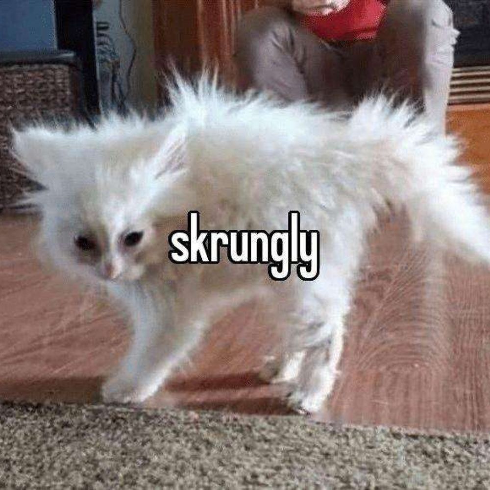 Kitty