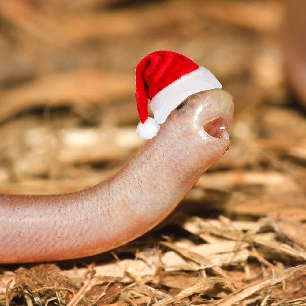 blind worm