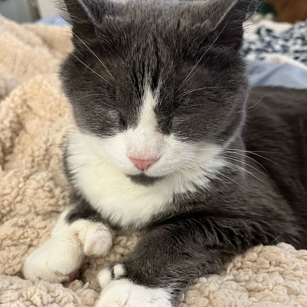Bluecat