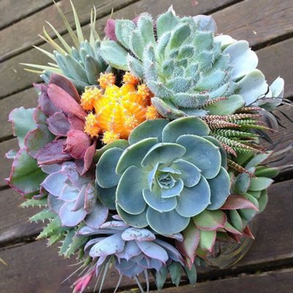 Profile picture bouquet-of-cactus.bsky.social