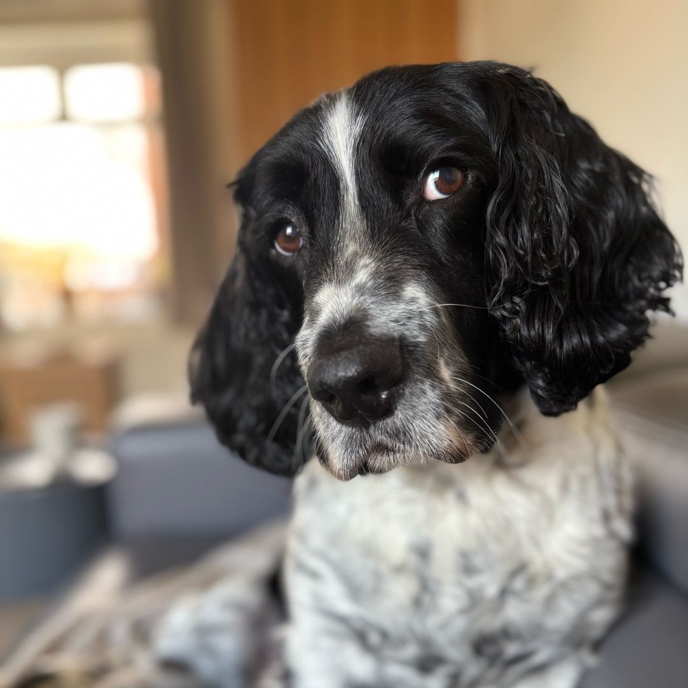 Sam