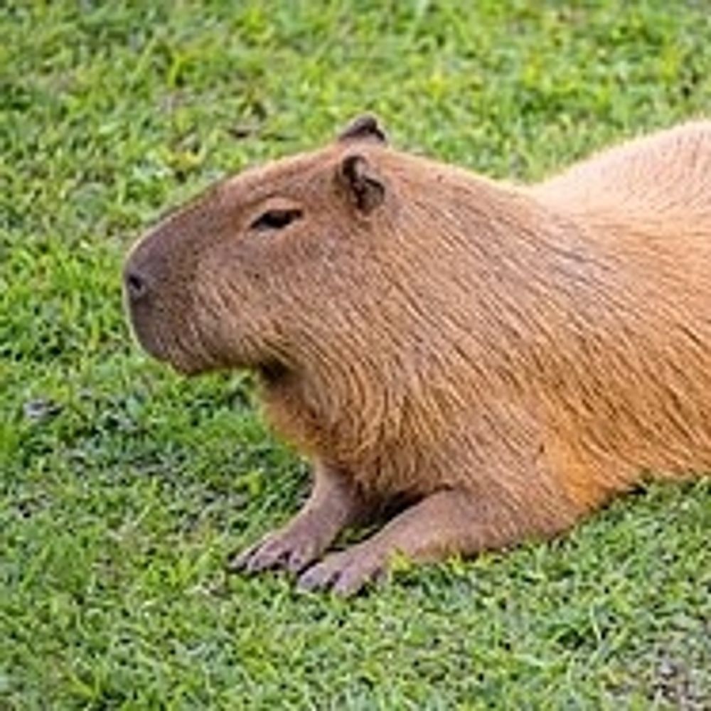 Capivara | Capybara
