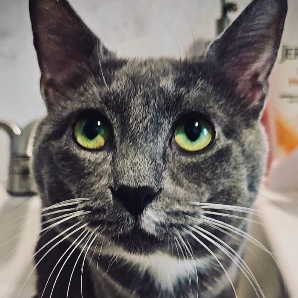 The CatFather